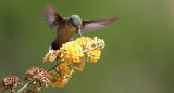 Colibrí. Foto: Unsplash.