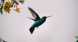 Colibrí. Foto: Unsplash.