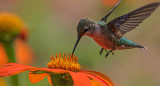 Colibrí. Foto: Unsplash.