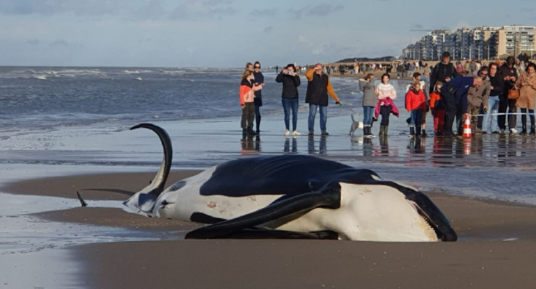 Apareció un orca muerta. Foto: gentileza RTBF/Catherine Doucet