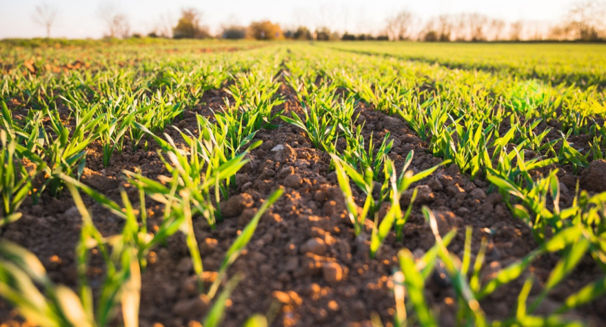 "Economía verde", un nuevo modelo económico amigable con el medio ambiente. Foto: Unsplash.