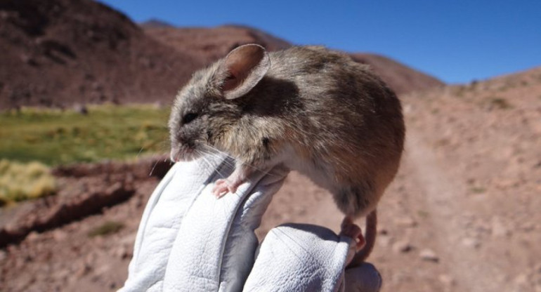 Hallan ratones momificados en las cumbres de los Andes. Foto Twitter @PostCienciaUACh.