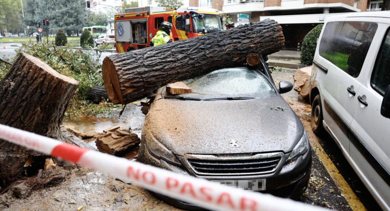 Un tronco de un árbol caído sobre un coche en Madrid, España, como consecuencia de la tormenta Ciarán. Foto: EFE.