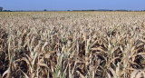 Sequía en las plantaciones de soja. Foto: NA.