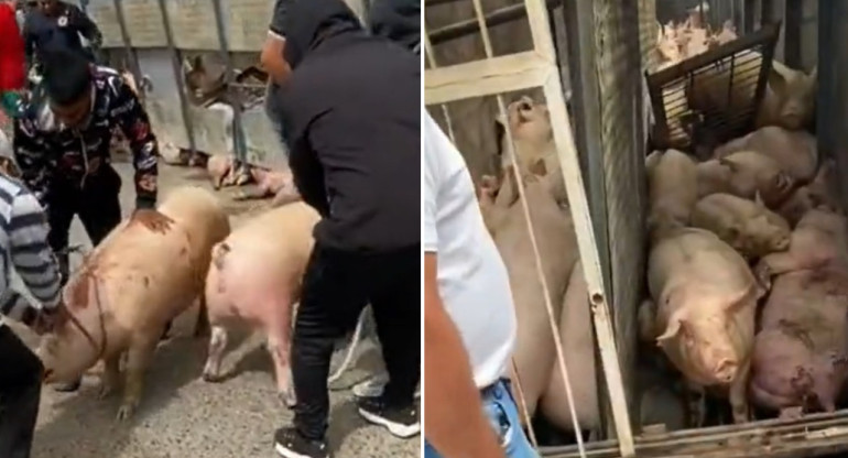 Volcó un camión y los vecinos se llevaron los cerdos. Foto: captura de video.