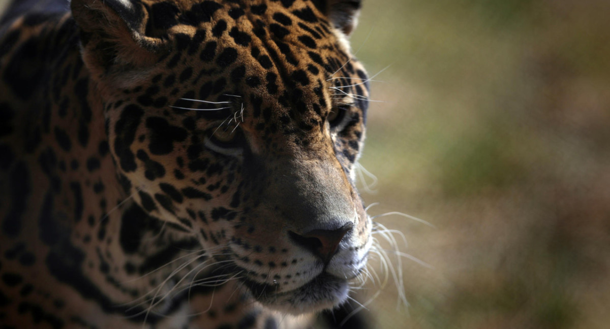 Un jaguar en el Santuario Reino Animal en Oxtotipac Otumba, México . Foto: EFE.