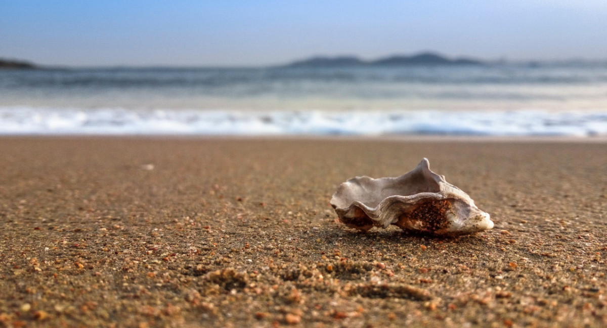 El 53 % de las ostras habían ingerido microplásticos. Foto Unsplash.