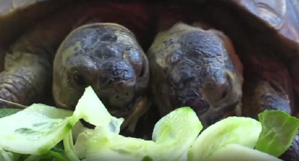 La tortuga de dos cabezas más longeva del mundo cambia de hogar. EFE