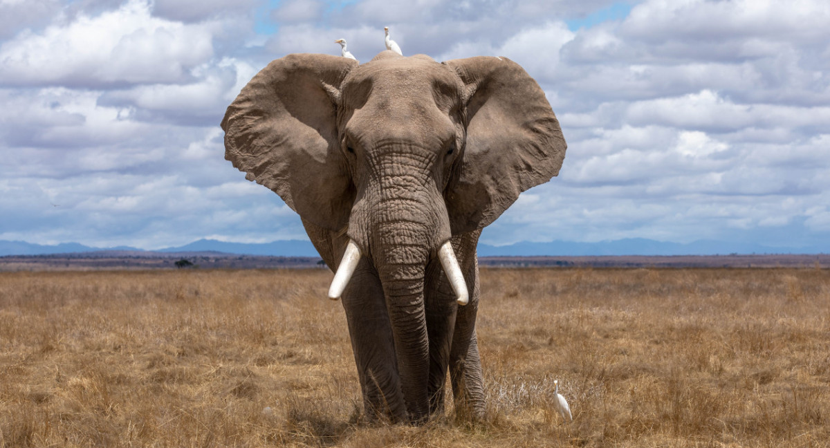 Los elefantes utilizan nombres propios. Foto: Unsplash