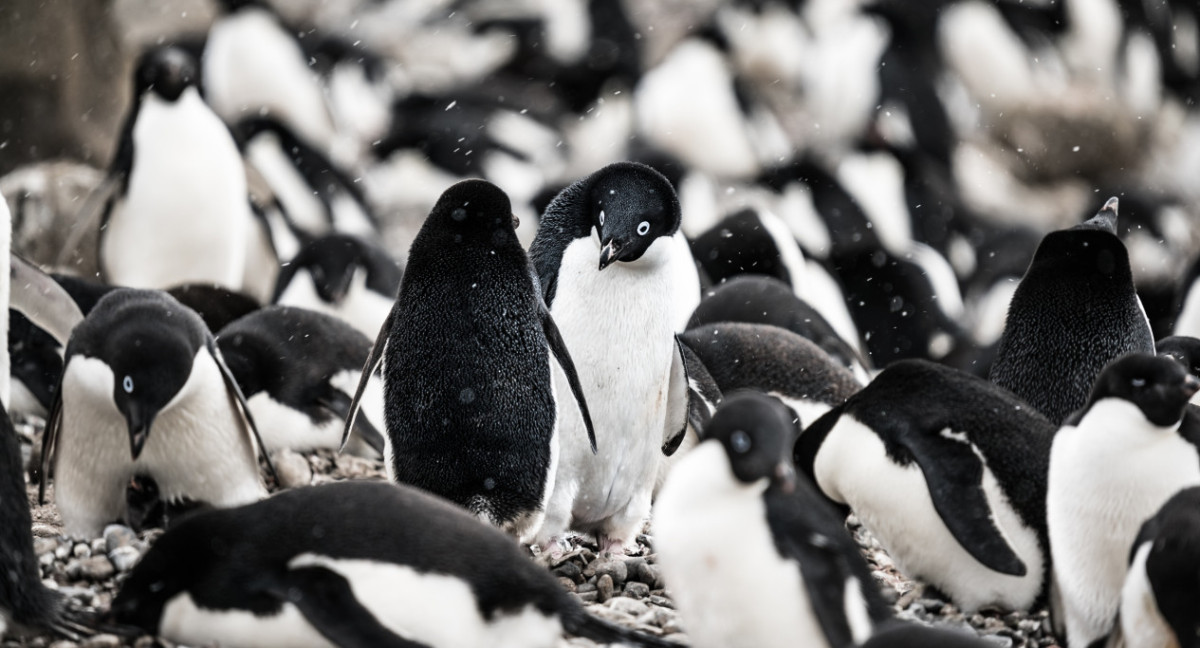 Pingüino de Adelia. Foto: Unsplash.