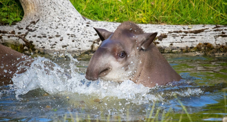 Tapir amazónico. Foto: Unsplash.