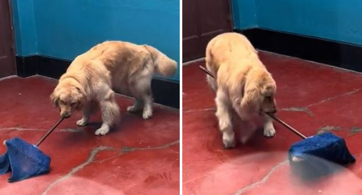 El Golden Retriever que se volvió viral por pasar el trapo en su casa. Foto: captura de video.