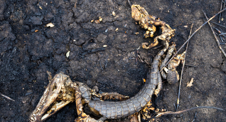 Animales muertos tras los históricos incendios en el Pantanal. Foto: EFE