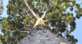 "Árbol de cristal". Foto: Gobierno de la Provincia de Buenos Aires.