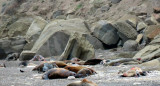 Gripe Aviar en lobos marinos. Foto: Télam.