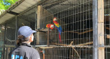 Rescataron del comercio ilegal a aves exóticas en extinción. Foto: NA.