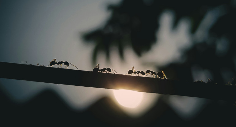 Hormigas invasoras. Foto: Unsplash