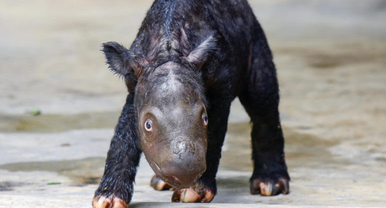 Nace un rinoceronte de Sumatra, especie amenazada. EFE