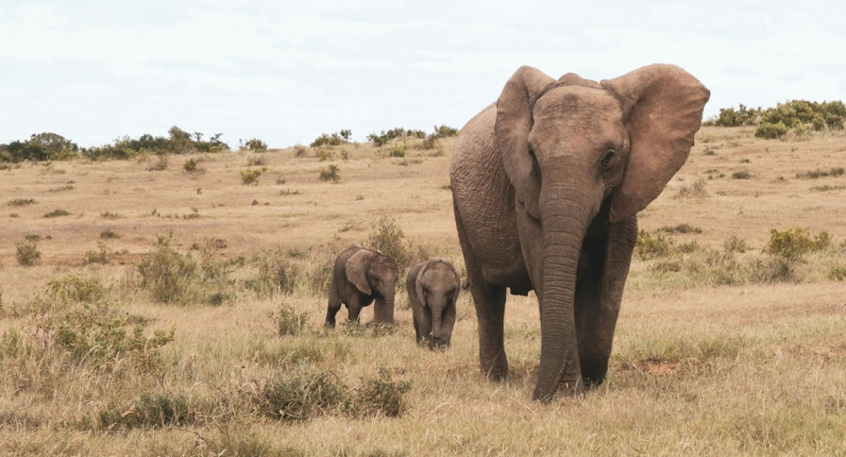 La gestación de un elefante es de veintidós meses, la más larga de todos los mamíferos. Foto: Unsplash.