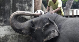 La elefanta Mali en el zoológico de Filipinas. Foto: EFE.