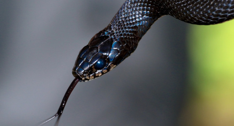 Según un último recuento, existen 3.789 especies de serpientes en el mundo. Foto: Unsplash.