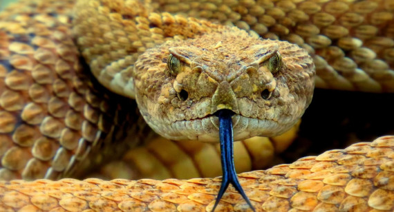 Las serpientes son víctimas del comercio de vida silvestre. Foto: Unsplash.