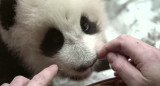 La cachorra de panta tiene sus primeros dientes de leche. Foto: captura video Telegram de Svetlana Akulova/svetlanaakulova1