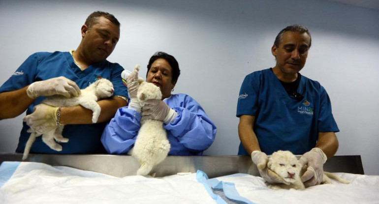 Nacieron tres leones blancos en Venezuela. Foto: Télam.