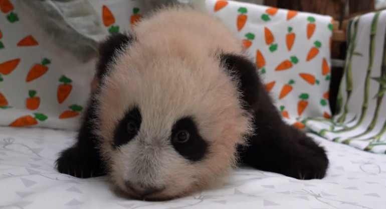 El oso panda bebé crece muy bien. Foto: captura video Viory/canal Telegram de Svetlana Akulova @ svetlanaakulova1