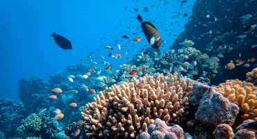 Gran Barrera de Coral. Unplash