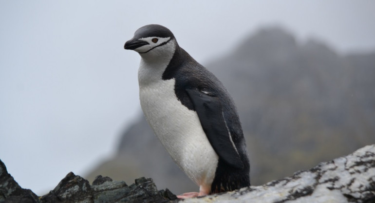 Pingüino barbijo. Foto: Unsplash.
