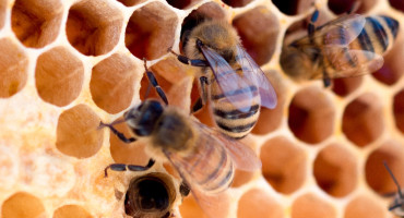 Abejas. Foto: Unsplash.