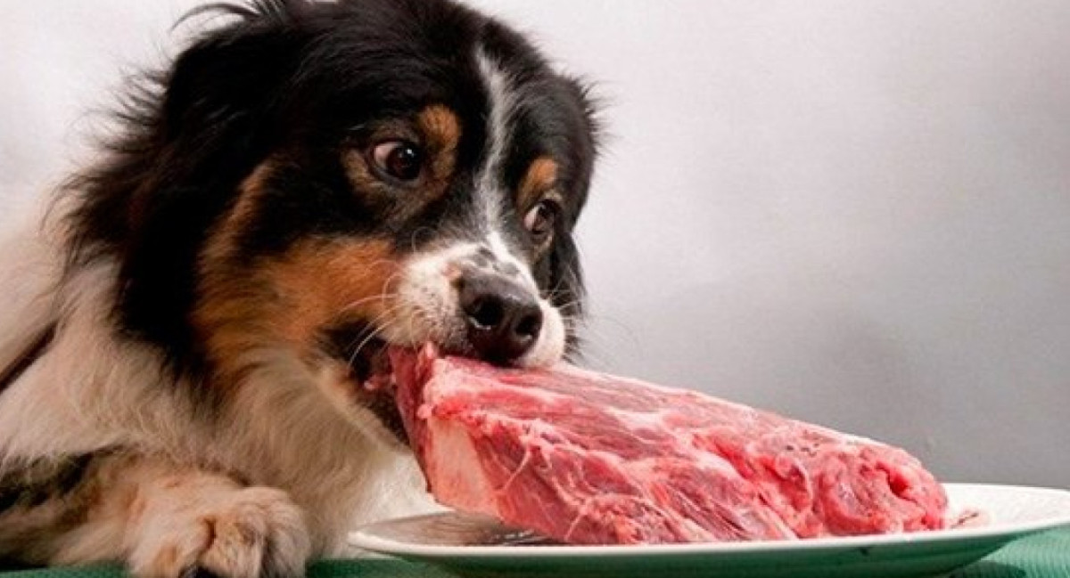 Los peligros de que los perros coman carne cruda. Foto: X/ @OTCVET