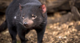 Demonio de Tasmania. Foto: EFE.