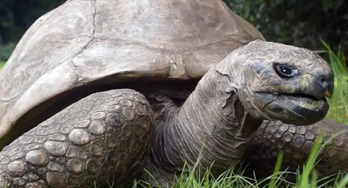 Esta tortuga ingresó a los Récords Guinness como el animal terrestre más antiguo del que se tenga registros. Foto: Guinness World Records.