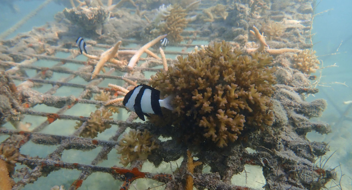 Los corales de Samoa en peligro por la crisis climática. Foto: EFE
