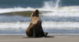 León marino. Foto: Reuters.