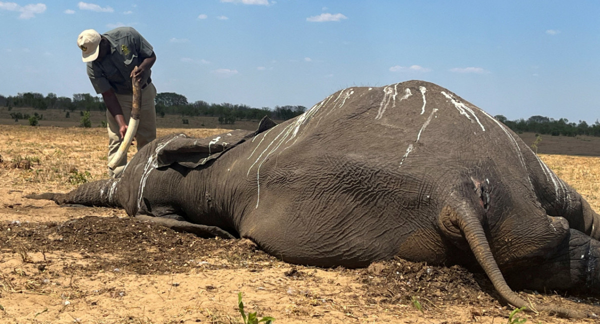 Muerte de elefantes en Zimbabue. Foto: Reuters.
