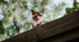 Los gatos domésticos influyen en la extinción de especies. Foto: Unsplash