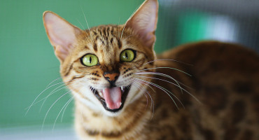 Los gatos domésticos influyen en la extinción de especies. Foto: Unsplash