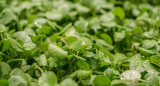 ¿Sabías que hay un alimento que es el más sano del mundo?. Foto Unsplash.