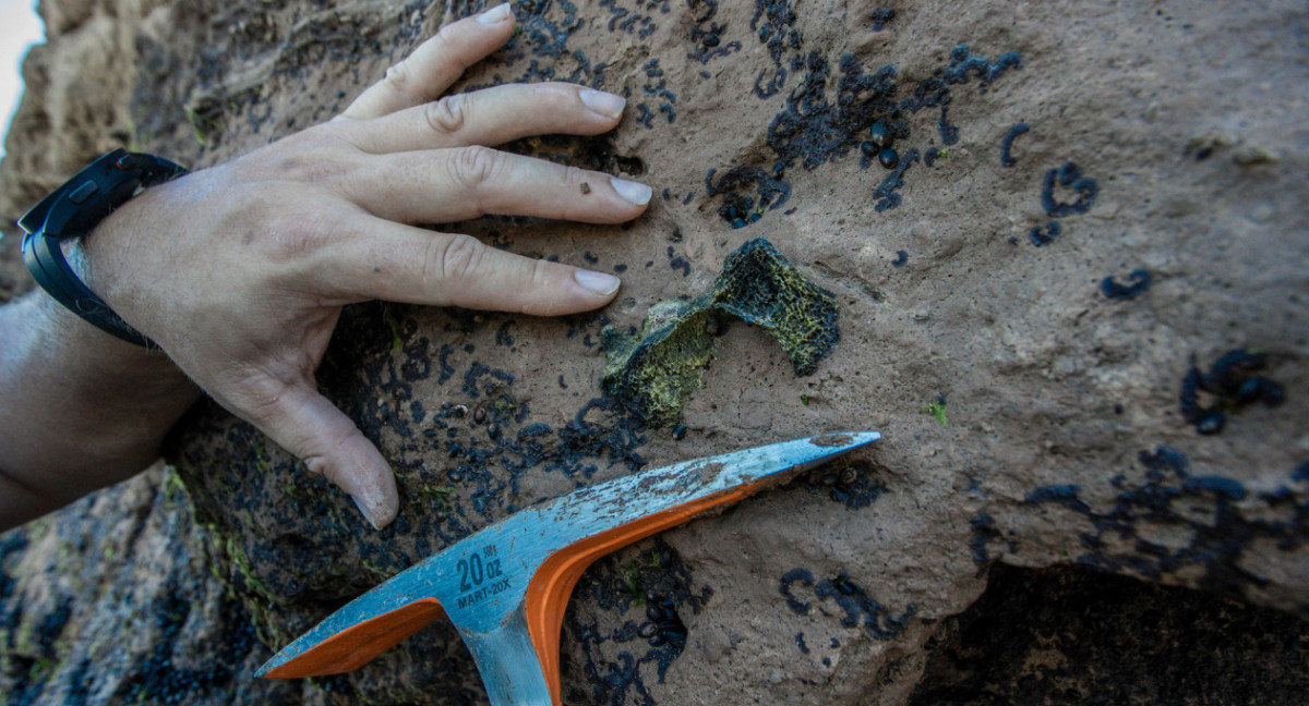 Un joven encontró restos fósiles pertenecientes a un Toxodon. Foto: Télam
