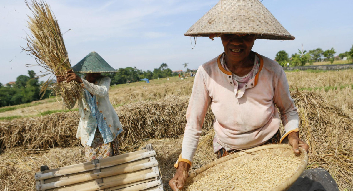 Indonesia ordenó a su ejercitó ayudar en la siembra de arroz. Foto: EFE.