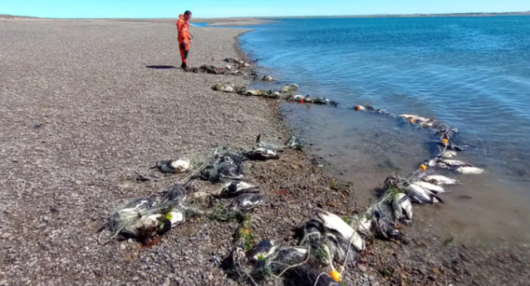 138 pingüinos fueron encontrados muertos en las costas de Santa Cruz. Foto: Parque Marino Makenke