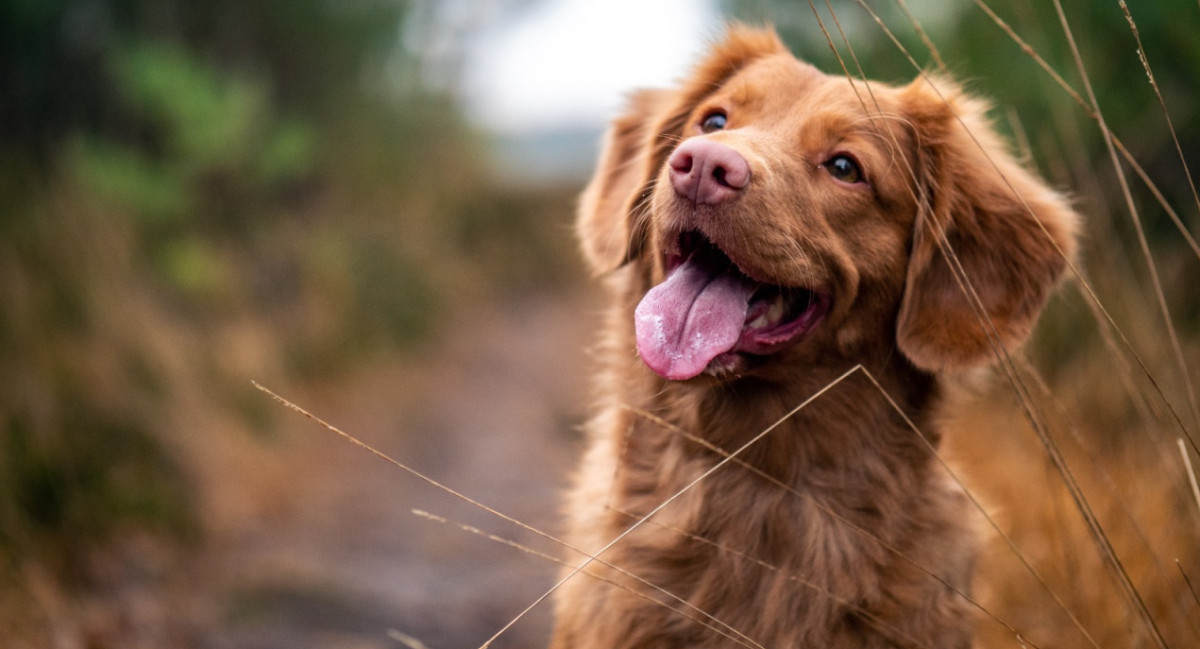 Perros, canes, mascotas. Foto: Unsplash