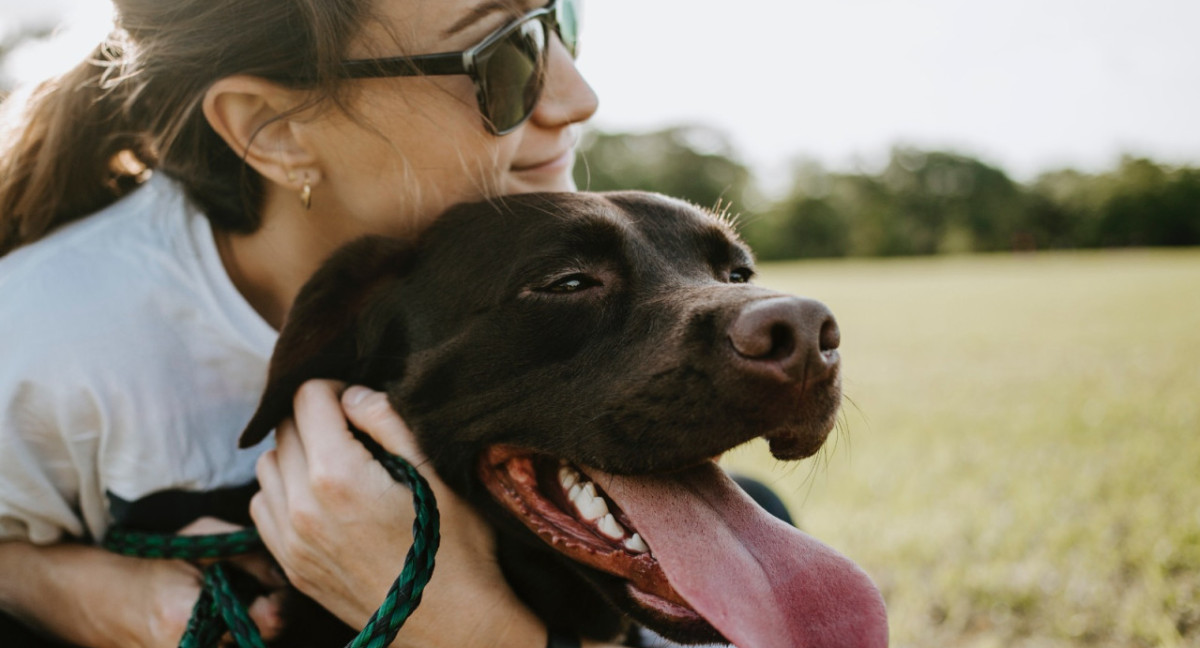 Perros, canes, mascotas. Foto: Unsplash