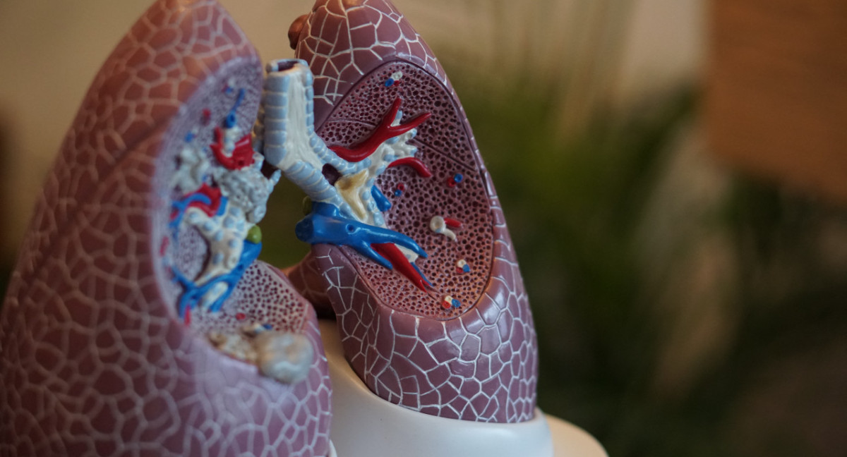 Pulmones, oxígeno. Foto: Unsplash