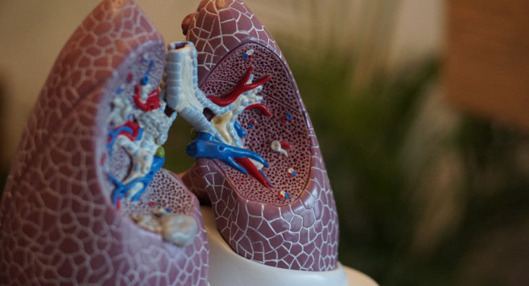 Pulmones, oxígeno. Foto: Unsplash