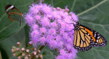 Mariposa monarca. Foto EFE.