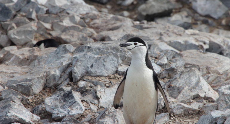 Pingüino. Foto: Unsplash